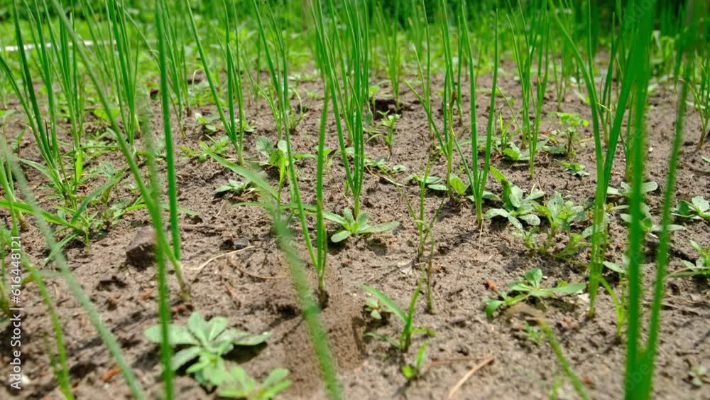 Slow motion and close up while moving camera sideway through young onion stalks or scallions growing in pesticide free organic garden. Slow motion and close up while moving camera sideway through young onion stalks or scallions growing in pesticide free organic garden.