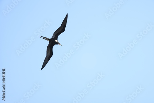 Magnificent Frigatebird (Fregata magnificens) in Jamaica