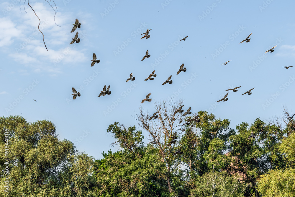 A flock of doves flies against the background of the blue sky above the tops of the trees. Birds circle in the sky over the green branches of the park on a summer sunny day A flock of doves flies against the background of the blue sky above the tops of the trees. Birds circle in the sky over the green branches of the park on a summer sunny day