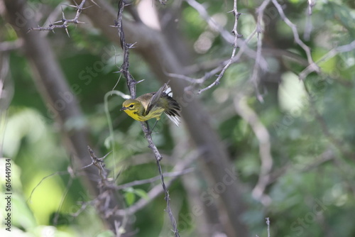 Prairie Warbler (Dendroica discolor) in Jamaica