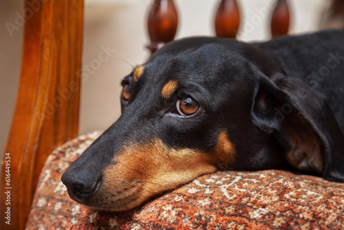 Dachshund dog on a chair at home