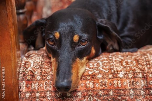 Dachshund dog on a chair at home, close-up