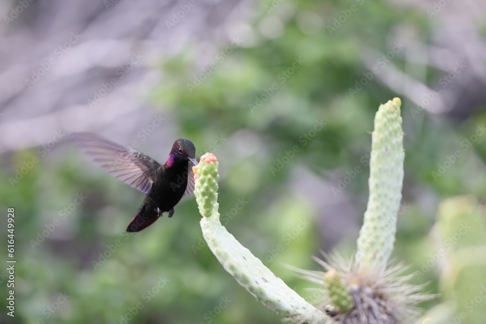 Jamaican Mangos or Black Mango Hummingbirds (Anthracothorax mango) in Jamaica Jamaican Mangos or Black Mango Hummingbirds (Anthracothorax mango) in Jamaica