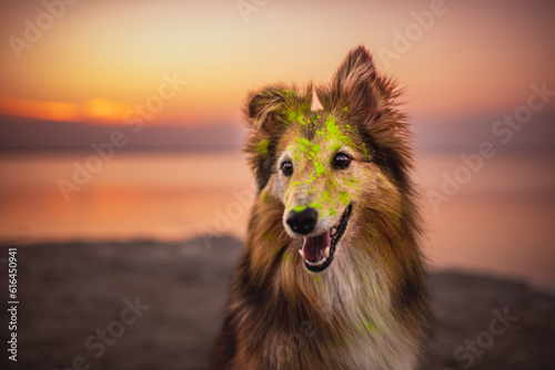 Shetland shepherd at the beach at sunset, summertime, warm colors, golden hour