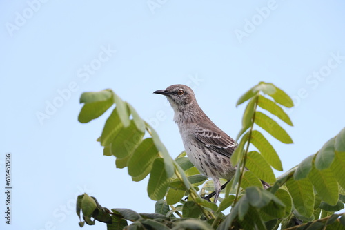 Northern mockingbird (Mimus polyglottos orpheus) in Jamaica photo
