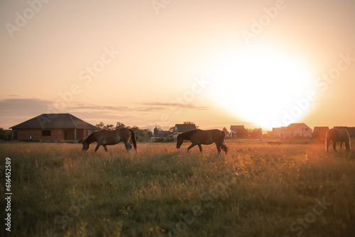 herd of horses grazes at the meadow
