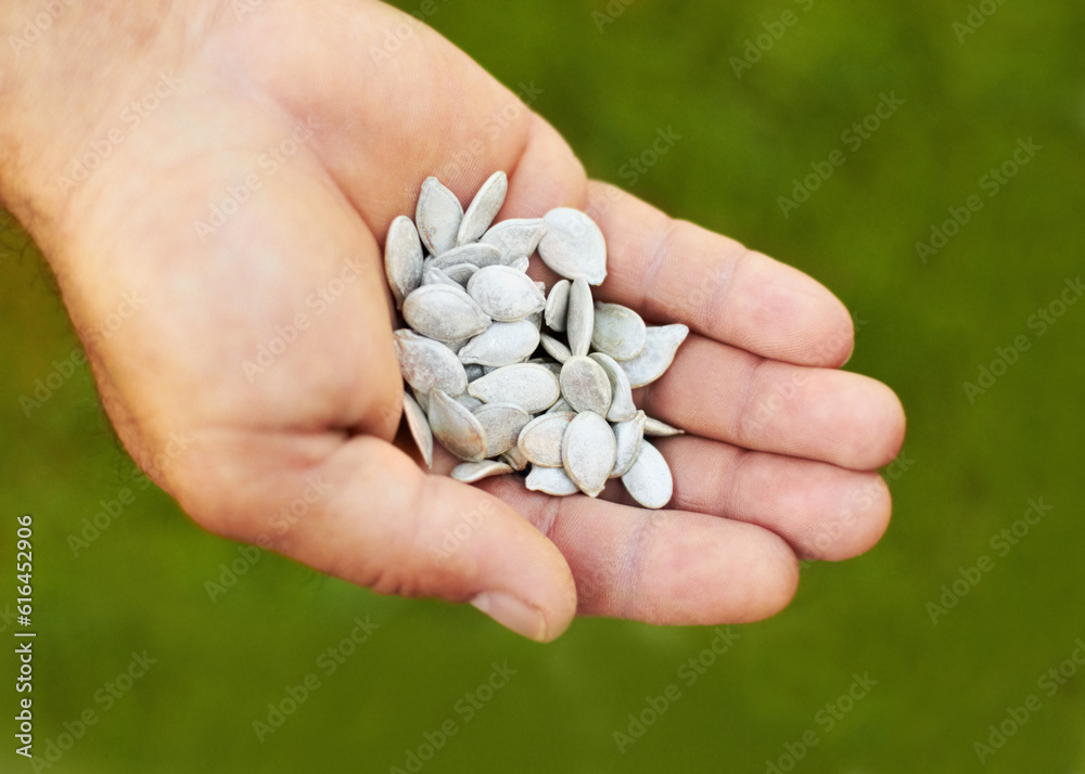 Above, nature and closeup of hands with seeds for plants, gardening or ecology. Sustainability, show and seedlings for growth of vegetables in a palm for food, sustainable and eco friendly in garden