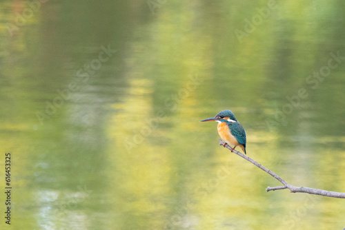 水辺のカワセミ