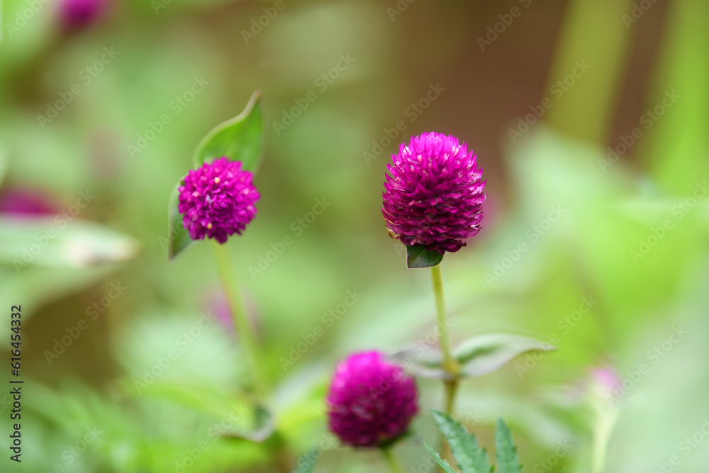 A macro selective focus on the beautiful globe amaranth flowers or pink flowers A macro selective focus on the beautiful globe amaranth flowers or pink flowers