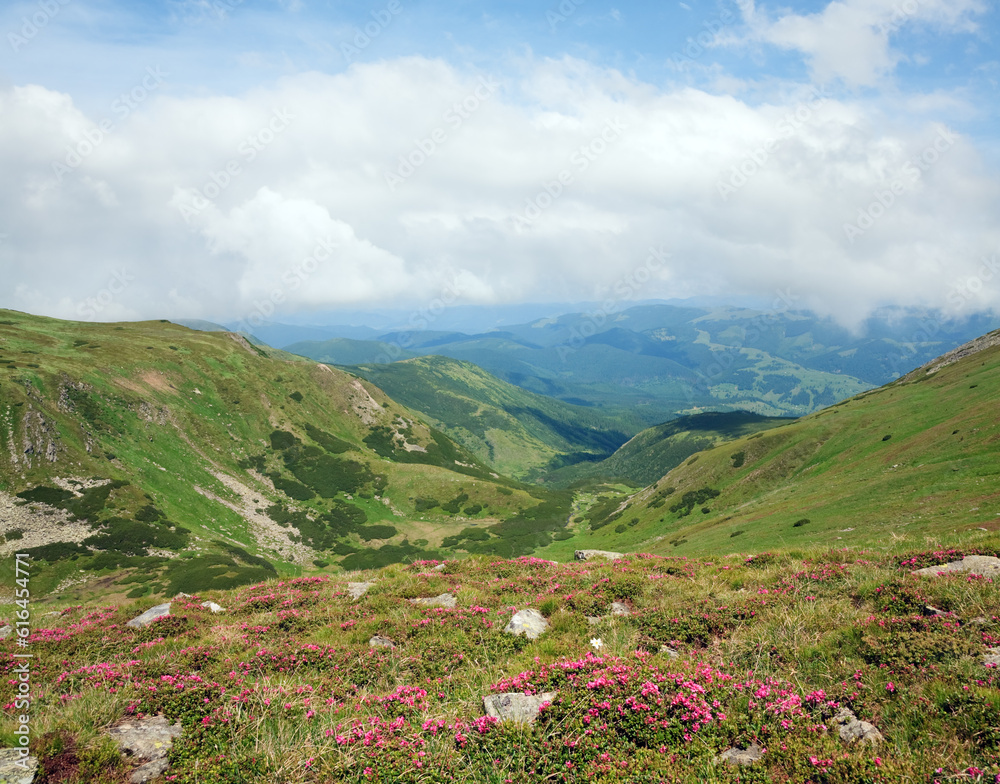 Pink rhododendron flowers on summer mountainside (Ukraine, Carpathian Mountains) Pink rhododendron flowers on summer mountainside (Ukraine, Carpathian Mountains)