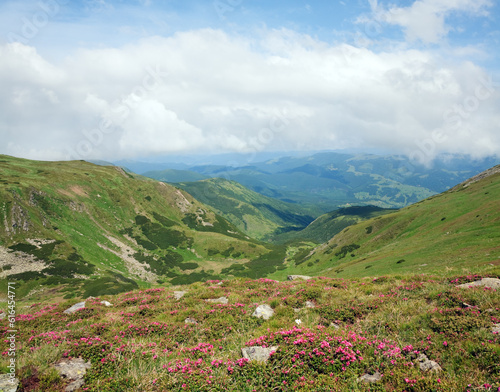 Pink rhododendron flowers on summer mountainside (Ukraine, Carpathian Mountains)