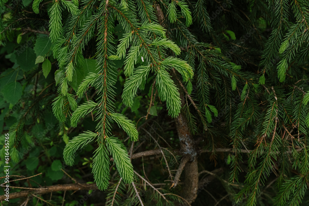 fern in the jungle