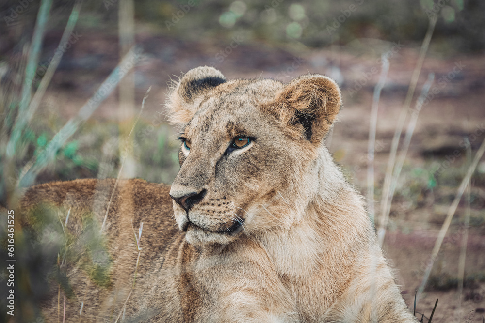Lion sub adult sitting in the jungle
Lion sub adult sitting in the jungle
