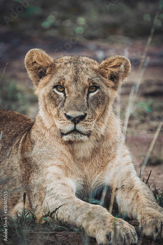 portrait of a lion