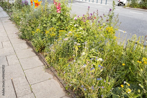 Wildblumen am Straßenrand in Hamburg am Tag