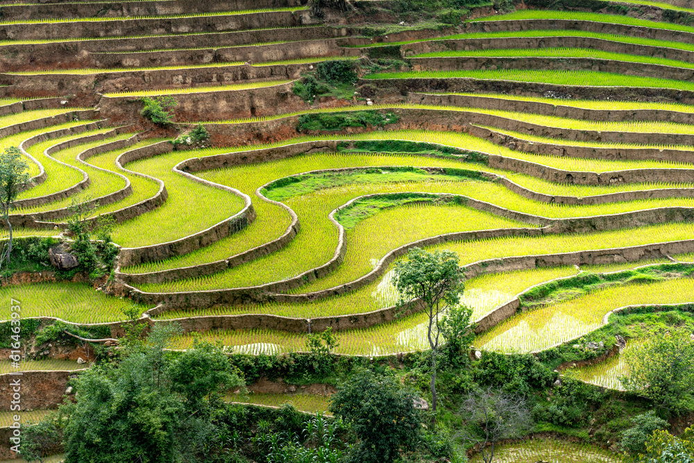 See terraced fields in the watering season in Mu Cang Chai, Yen Bai province, Vietnam See terraced fields in the watering season in Mu Cang Chai, Yen Bai province, Vietnam