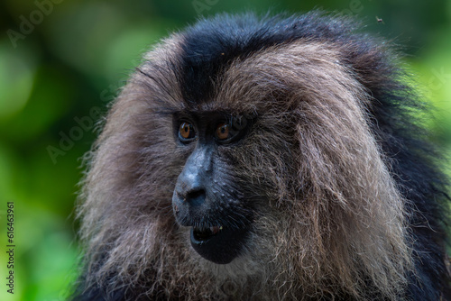 Lion-tailed macaque