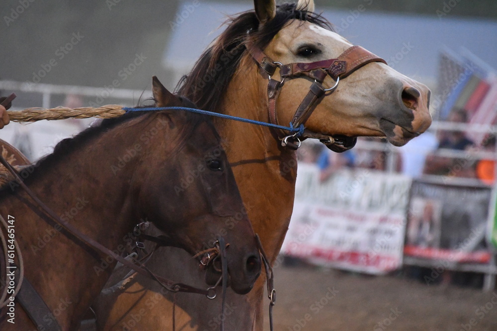 Fototapeta premium Two Brown Horses in a Rodeo Arena