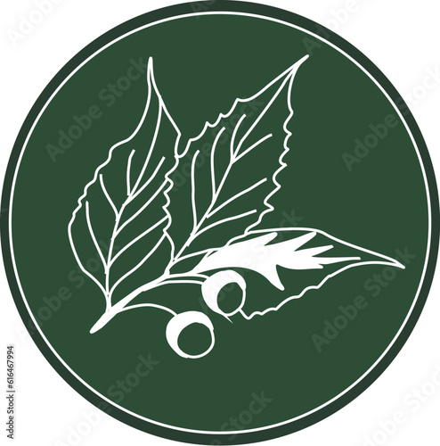 White image hackberry on a dark green background. Druid tree. Celtic plant calendar. White hackberry western logo in a circle. Vector plant element for natural patterns