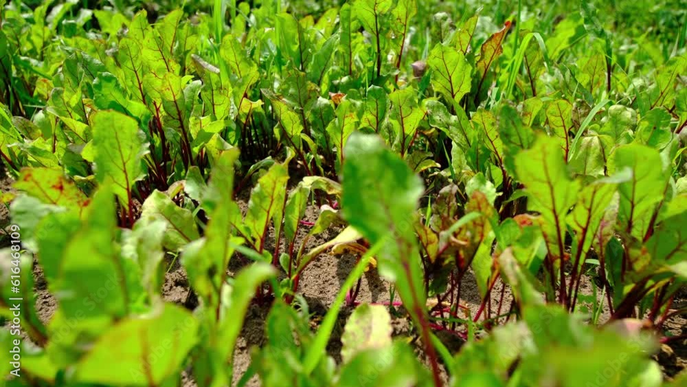 Close up and slow motion of young beets plants or chard while moving camera sideway from left to right in pesticide free organic garden.