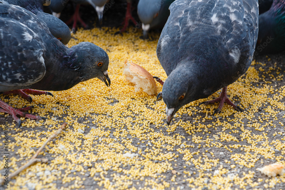 Pigeons pecking food on the street, Gray pigeons closeup pecking grains from the ground