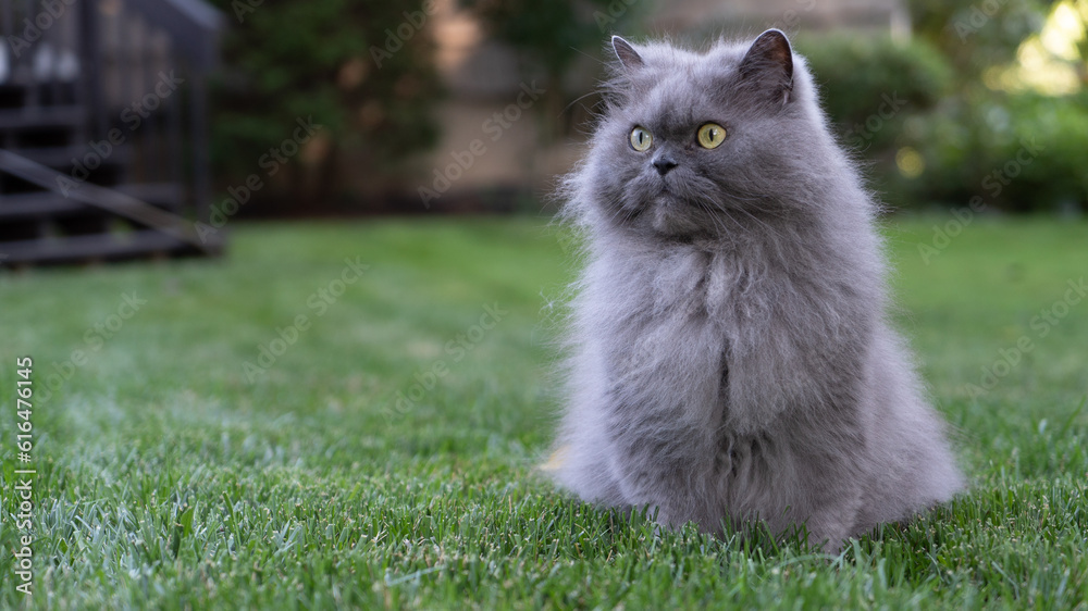 Persian Cat in Grassy Field