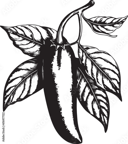 Chili pepper hand-drawn, agriculture vector illustration, SVG