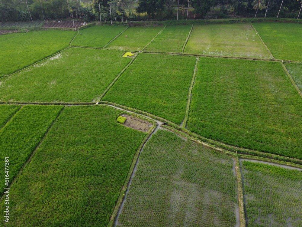 Aerial panoramic photography of rice fields in the tourist area of ​​Borobudur temple