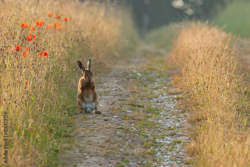 Norfolk brown hare washing at sunrise on a track