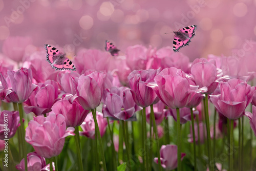 Greeting card pink tulips and butterflies. Blurred pink background photo