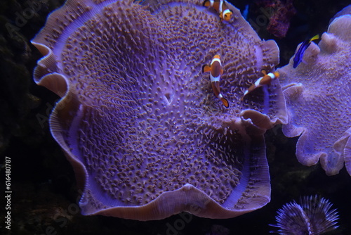 Fototapeta Naklejka Na Ścianę i Meble -  umbrella leather coral