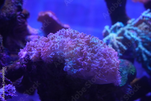 Frogspawn coral, scientifically known as Euphyllia divisa, is a species of large-polyped stony coral (LPS) belonging to the family Euphylliidae. It is native to the Indo-Pacific region|米粉珊瑚 photo