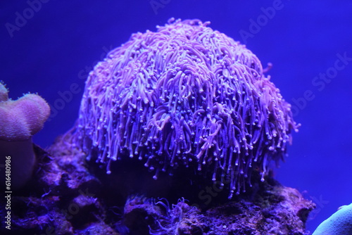 米粉珊瑚（Frogspawn coral）、学名Euphyllia divisa、はEuphylliidae科に属する大型ポリプ石珊瑚（LPS）の一種です。インド太平洋地域に固有です。 photo
