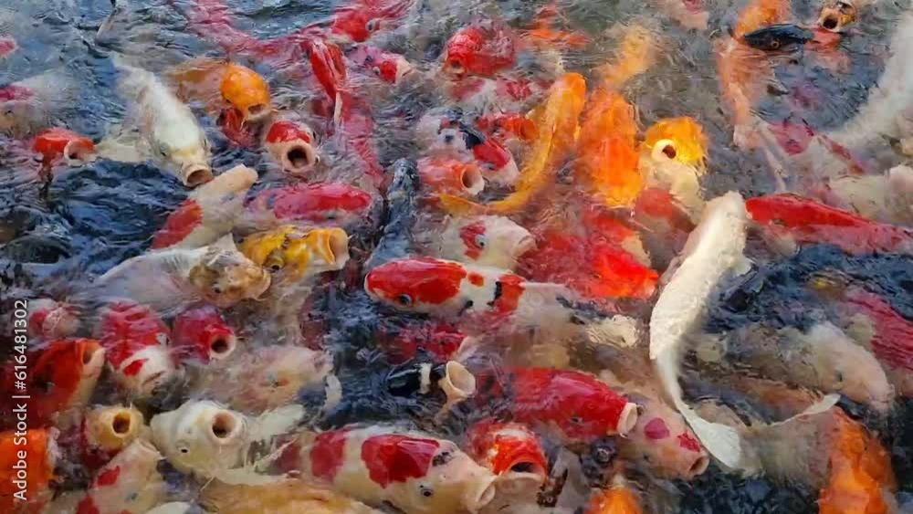 Feeding food for Colorful koi fish or fancy carp in the pond 