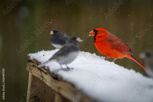 Cardinal Eating Seads in the Snow, Close-Up