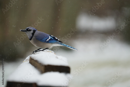 Blue Jay Sitting on Perch Eating Seeds in the Snow