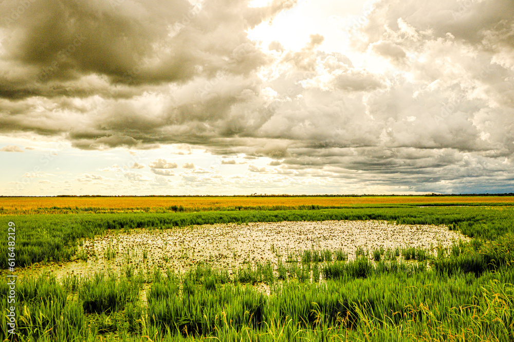 Rice plantation in Araguaia. Rice paddy with lake in the middle. Rice ...