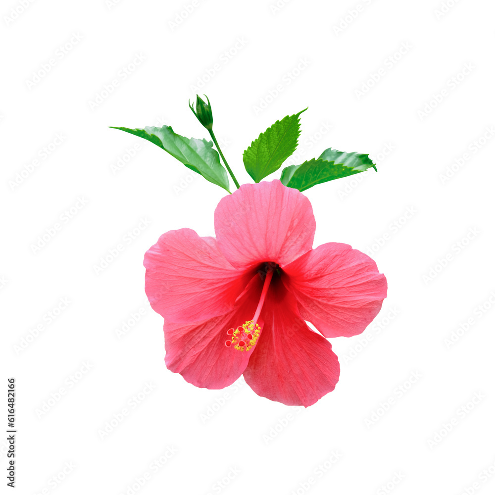 Hibiscus flower isolated on white background Hibiscus flower isolated on white background