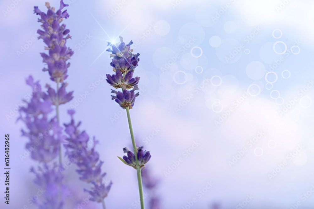 Obraz premium Beautiful colorful nature background. Lanender outdoors on nature macro, soft focus. Atmospheric photo, gentle artistic image