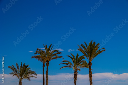 background palm leaves on blue sky background