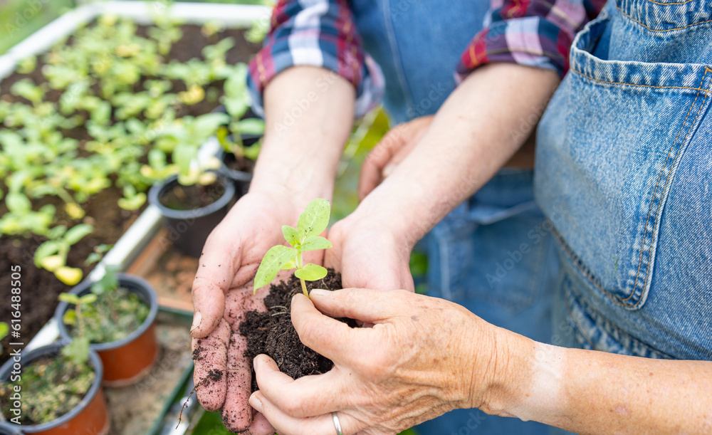 Elderly hands lovingly tend to the soil, nurturing nature's growth.