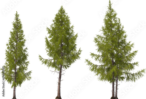 fir tree forest conifers, east american larch, hq arch viz cutout, 3d render plants photo