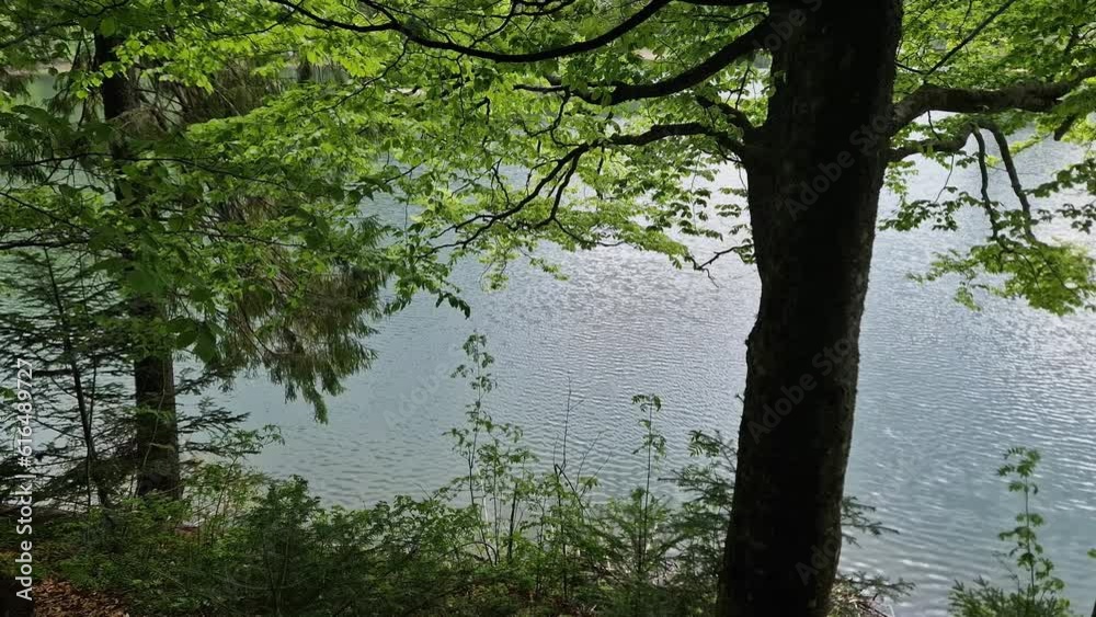 Water surface of mountain lake with trees on a foreground Water surface of mountain lake with trees on a foreground
