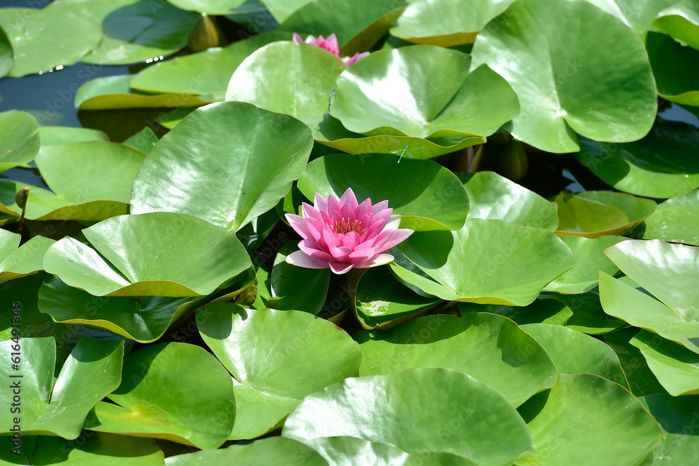 Pink Water Lily on a pond in a summer day. Pink Water Lily on a pond in a summer day.