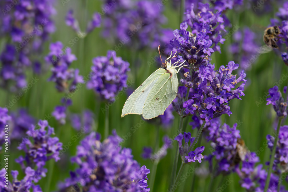 Naklejka premium Common brimstone butterfly (Gonepteryx rhamni) sitting on lavender in Zurich, Switzerland