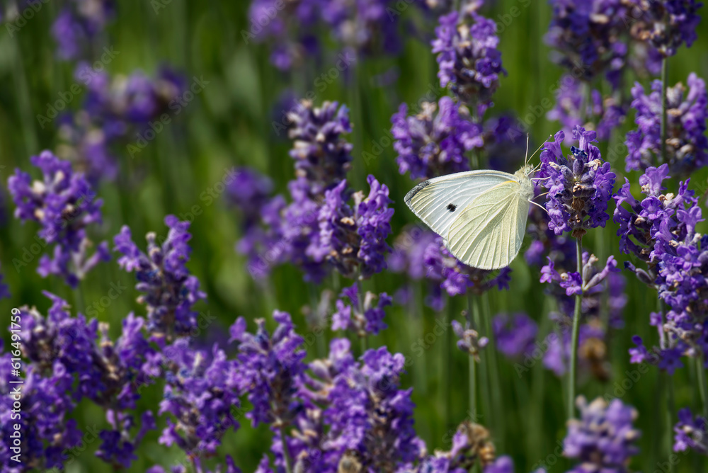 Small white butterfly (Pieris rapae) perched on lavender in Zurich, Switzerland Small white butterfly (Pieris rapae) perched on lavender in Zurich, Switzerland