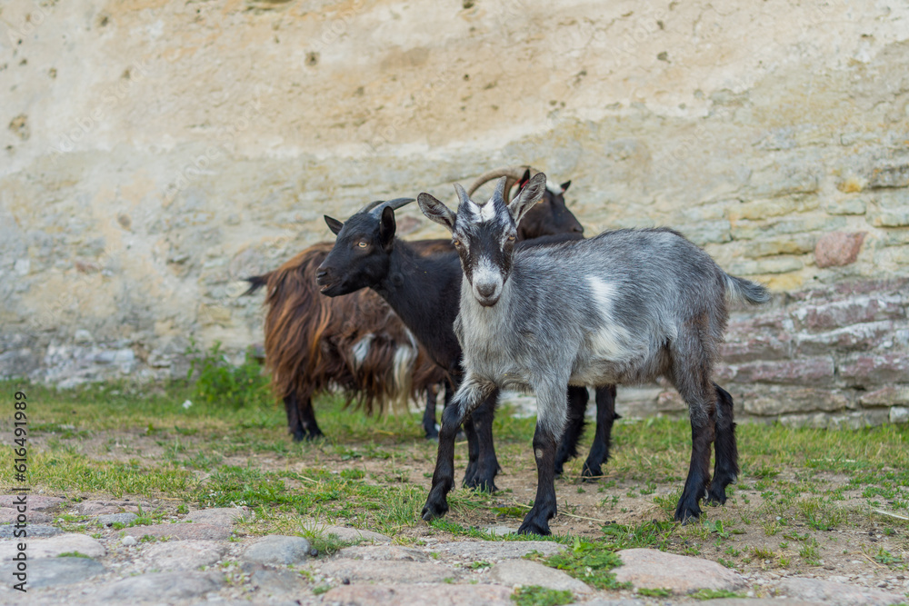 Rakvere Castle Estonia Wild Goats exploring the grounds, June 2023 Rakvere Castle Estonia Wild Goats exploring the grounds, June 2023