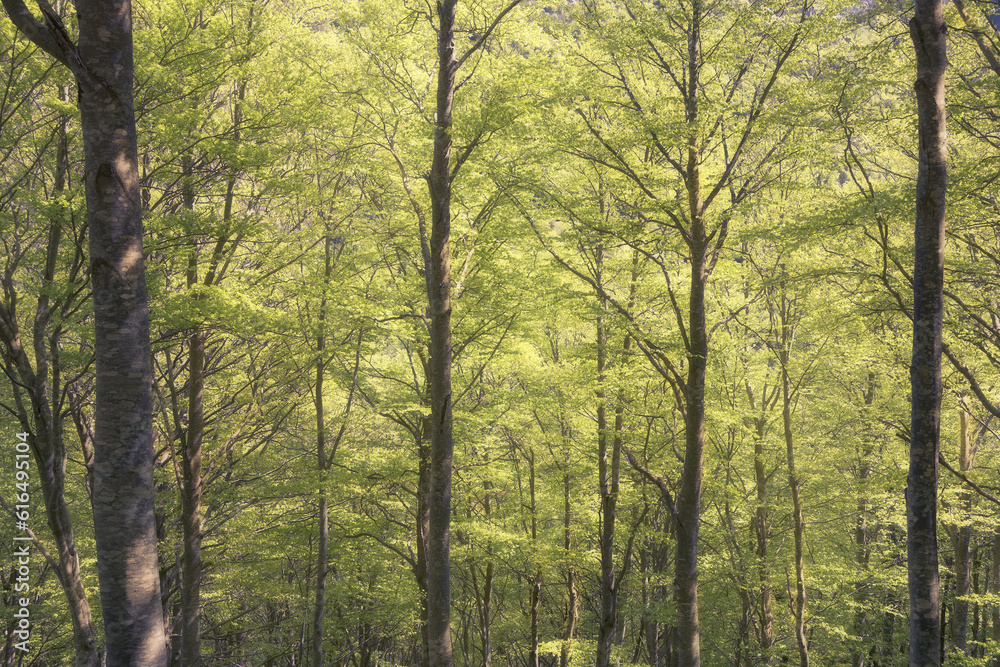Tranquil Woodland Grove with Sunlit Green Trees and Natural Beauty Tranquil Woodland Grove with Sunlit Green Trees and Natural Beauty