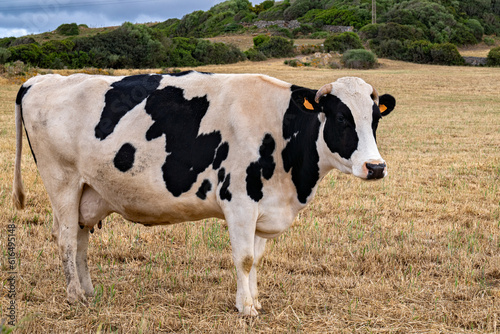 black and white cow in a cattle ranch © DOUGLAS