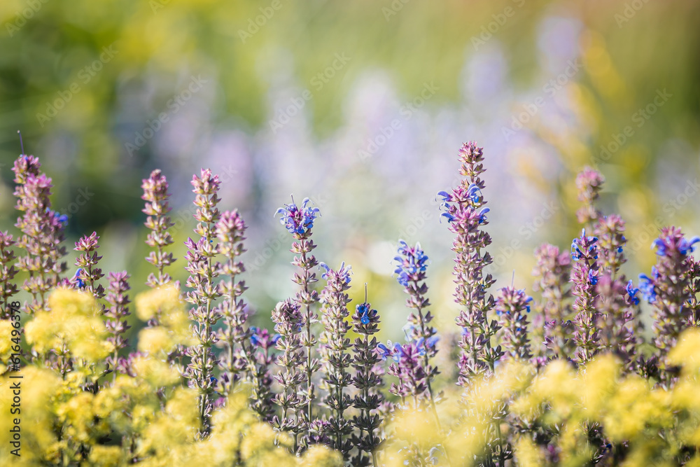 Fototapeta premium lavender field in region,summer meadow landscape, a palette of colors and tenderness